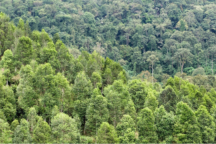 Aquilaria sinensis