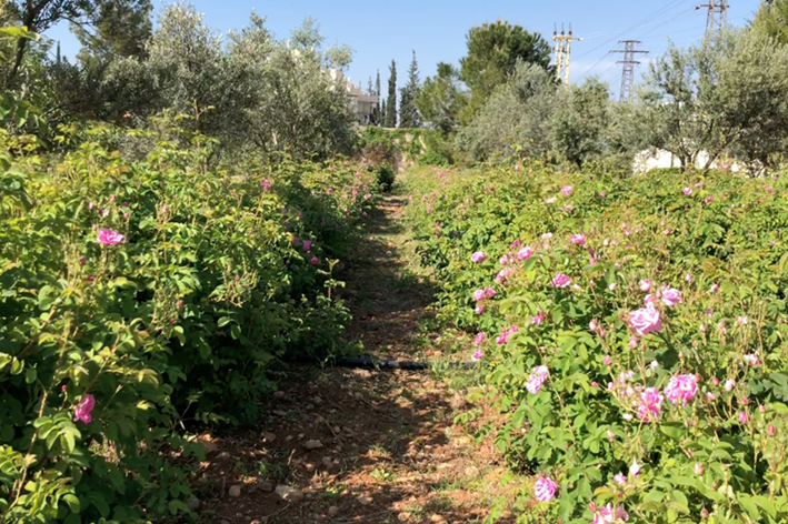A field of rose flowers