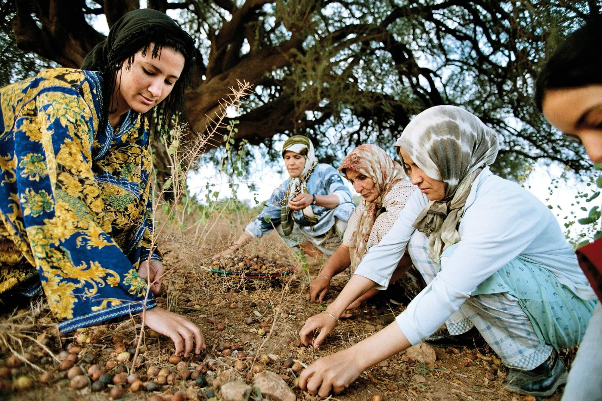 A group of women harvesting argan fruit next to a tree.