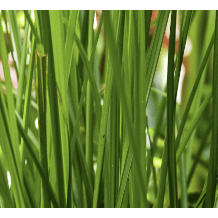 green grass - ruh khus
