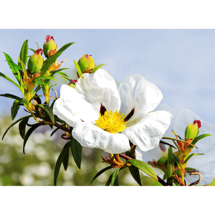 A cistus ladaniferus (labdanum) flower
