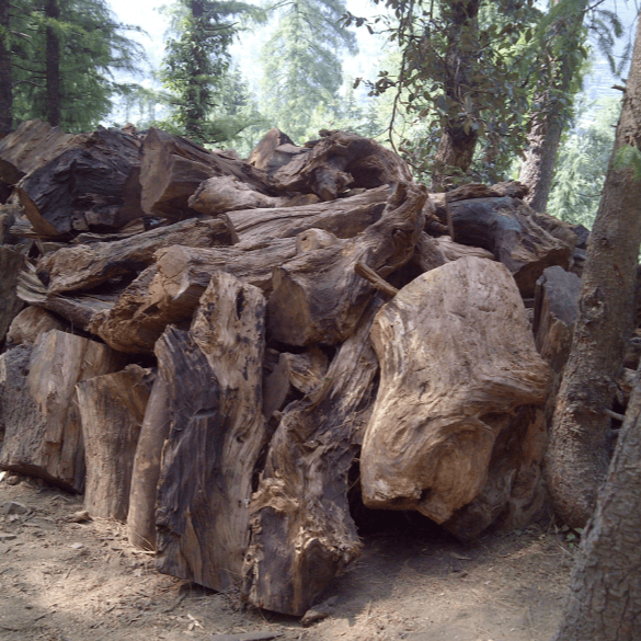 Agarwood / Oud tree trunks cut in a forest