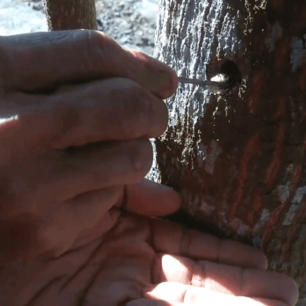 Two hands next to a tree