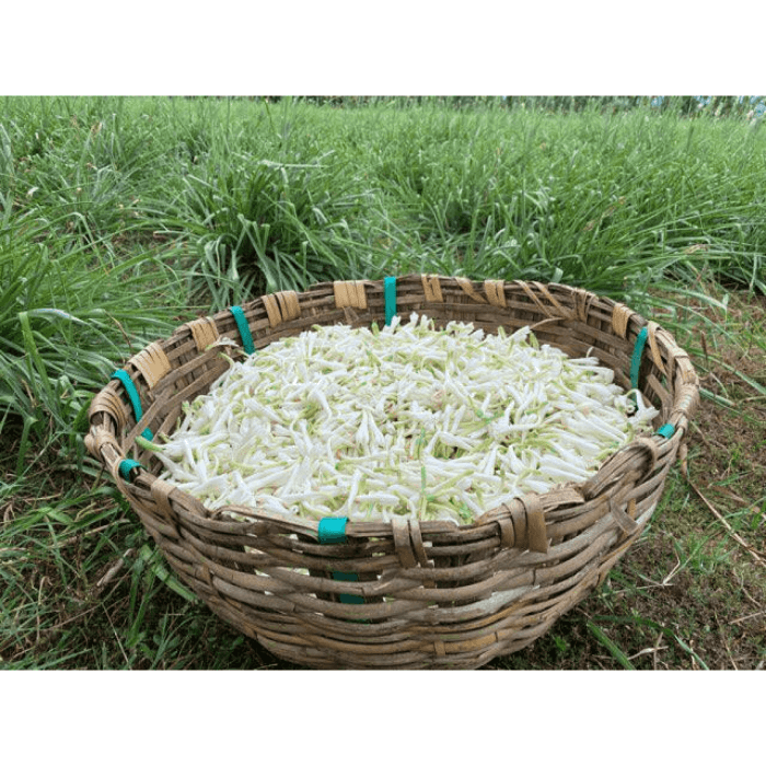 Polianthes tuberosa (Tuberose) flowers in a basket on a grass field.