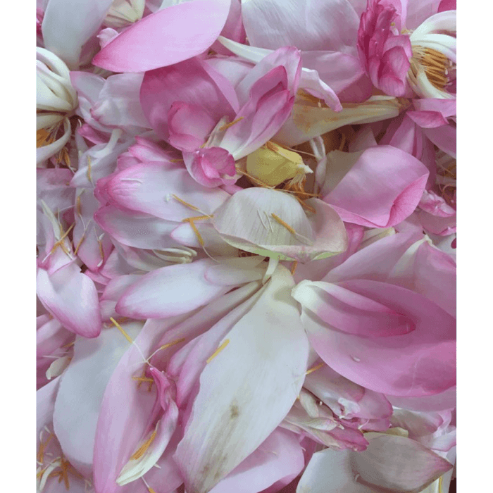 Nelumbo nucifera (Pink Lotus flower) petals