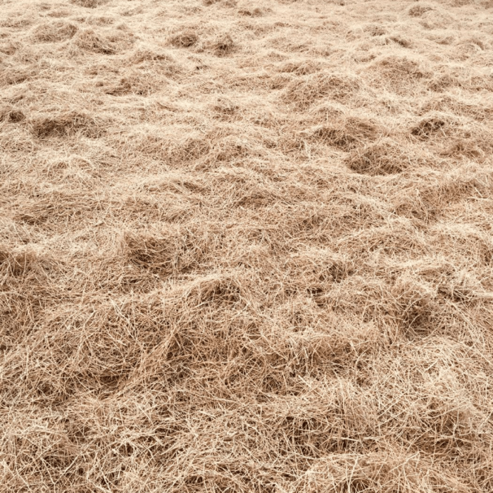 Dry ruh khus field